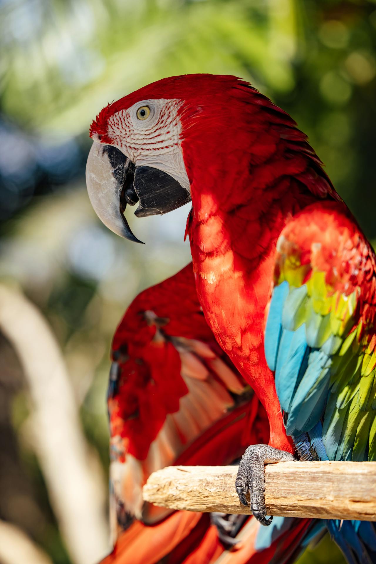 macaw