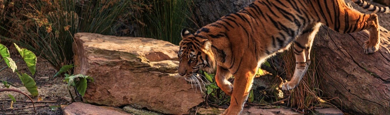 tiger