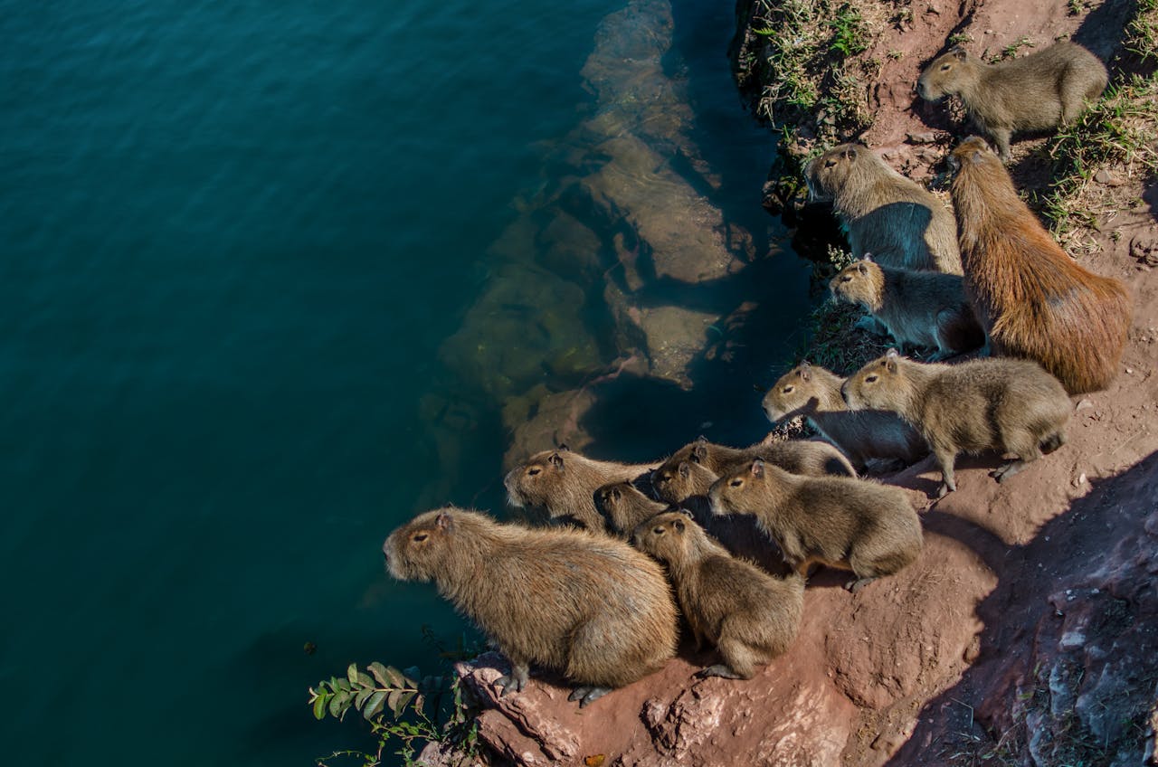 capybara