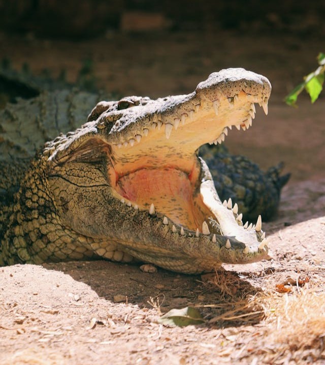 croc