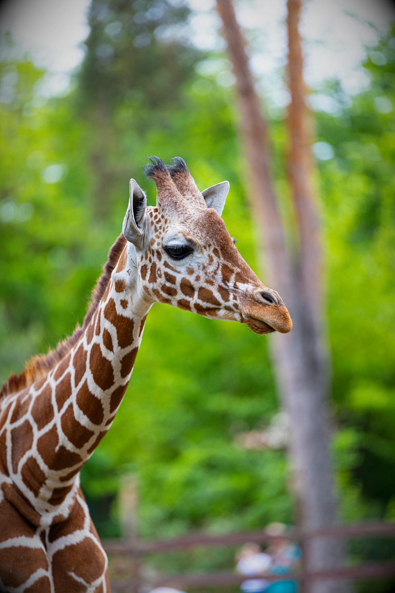 giraffe