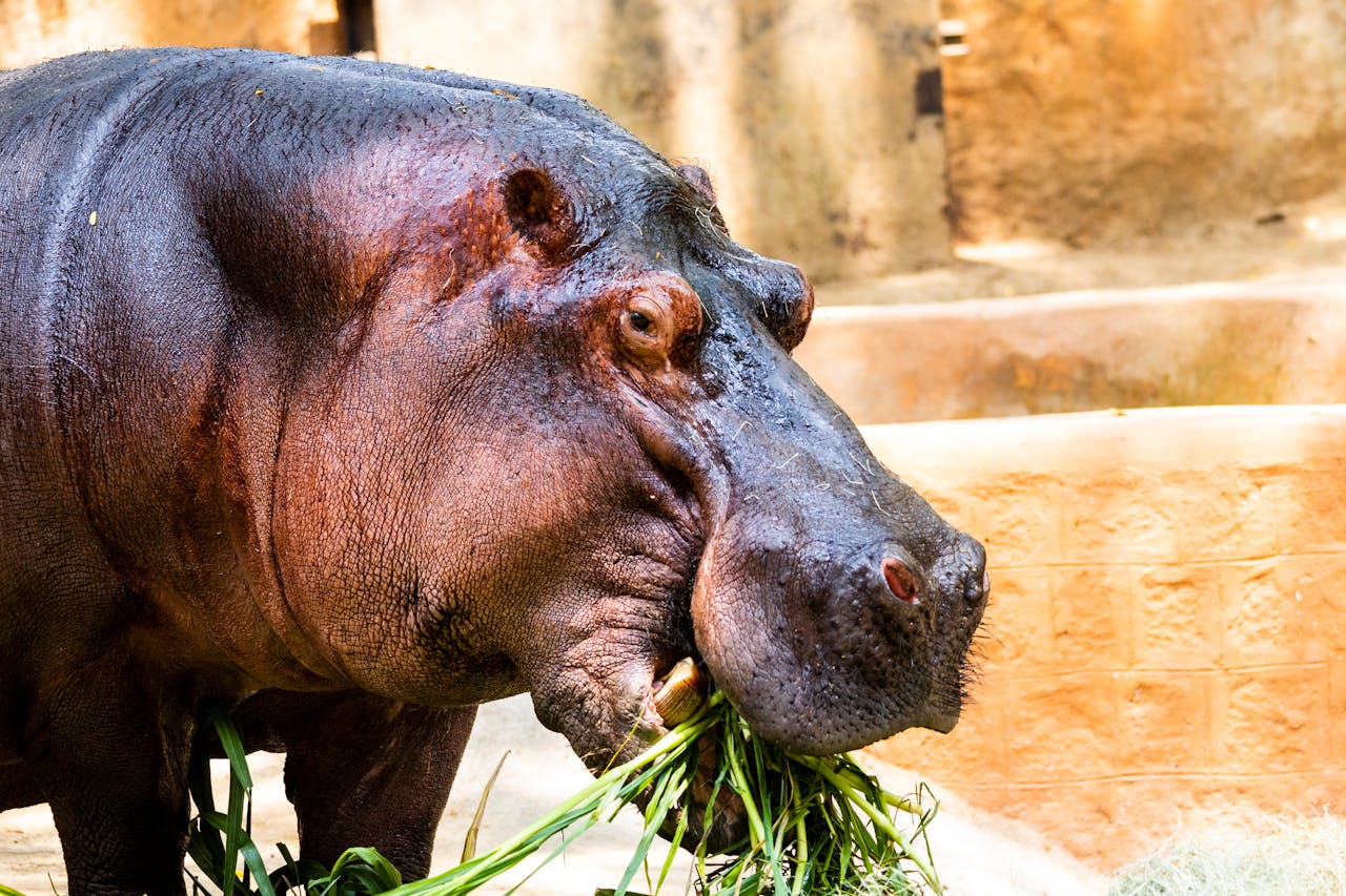 hippo