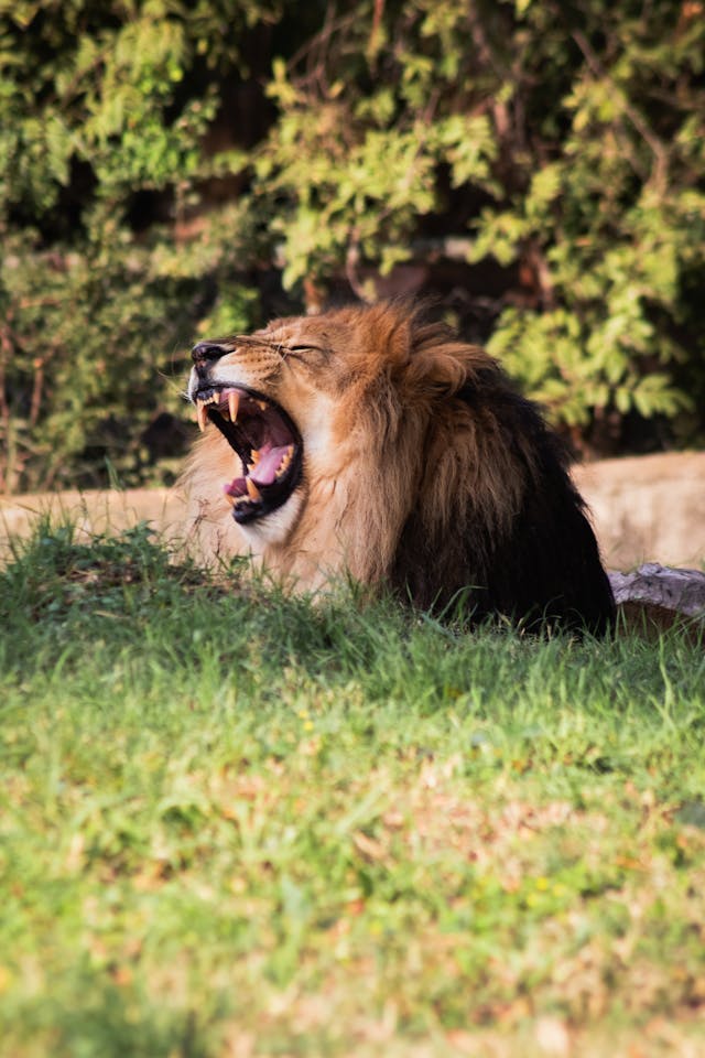 lion