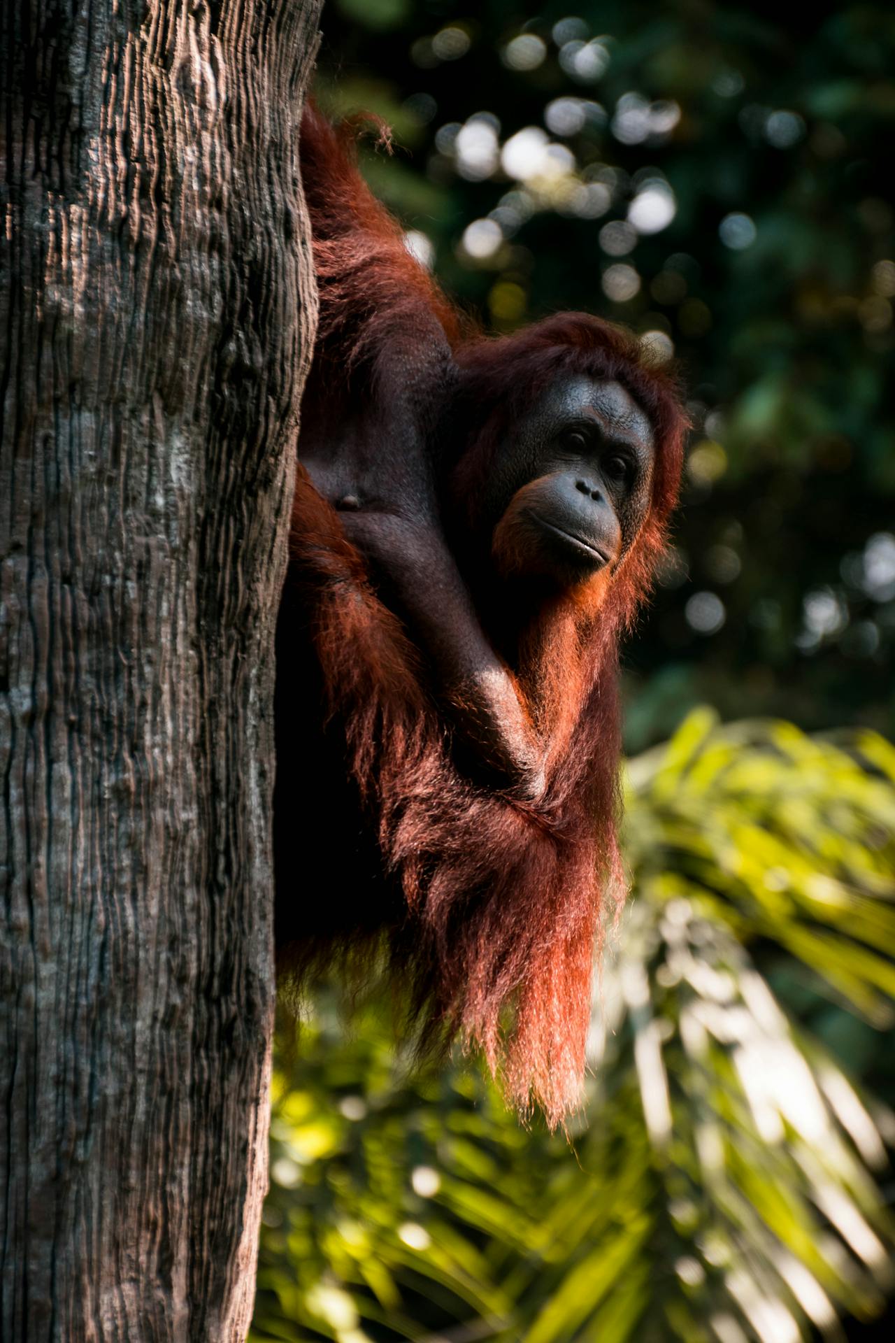 orangutan
