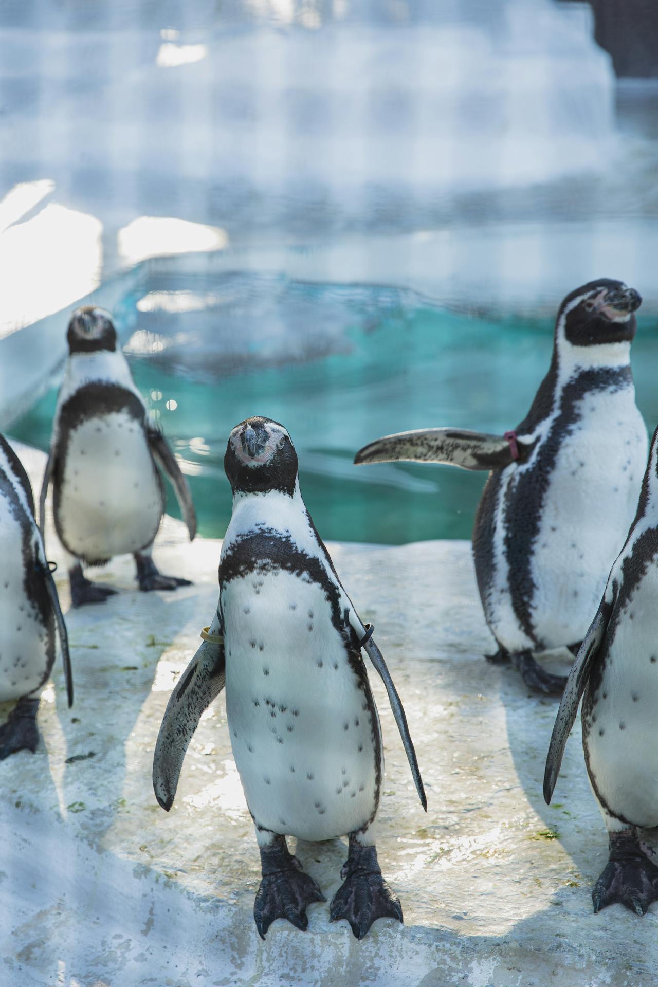 penguin