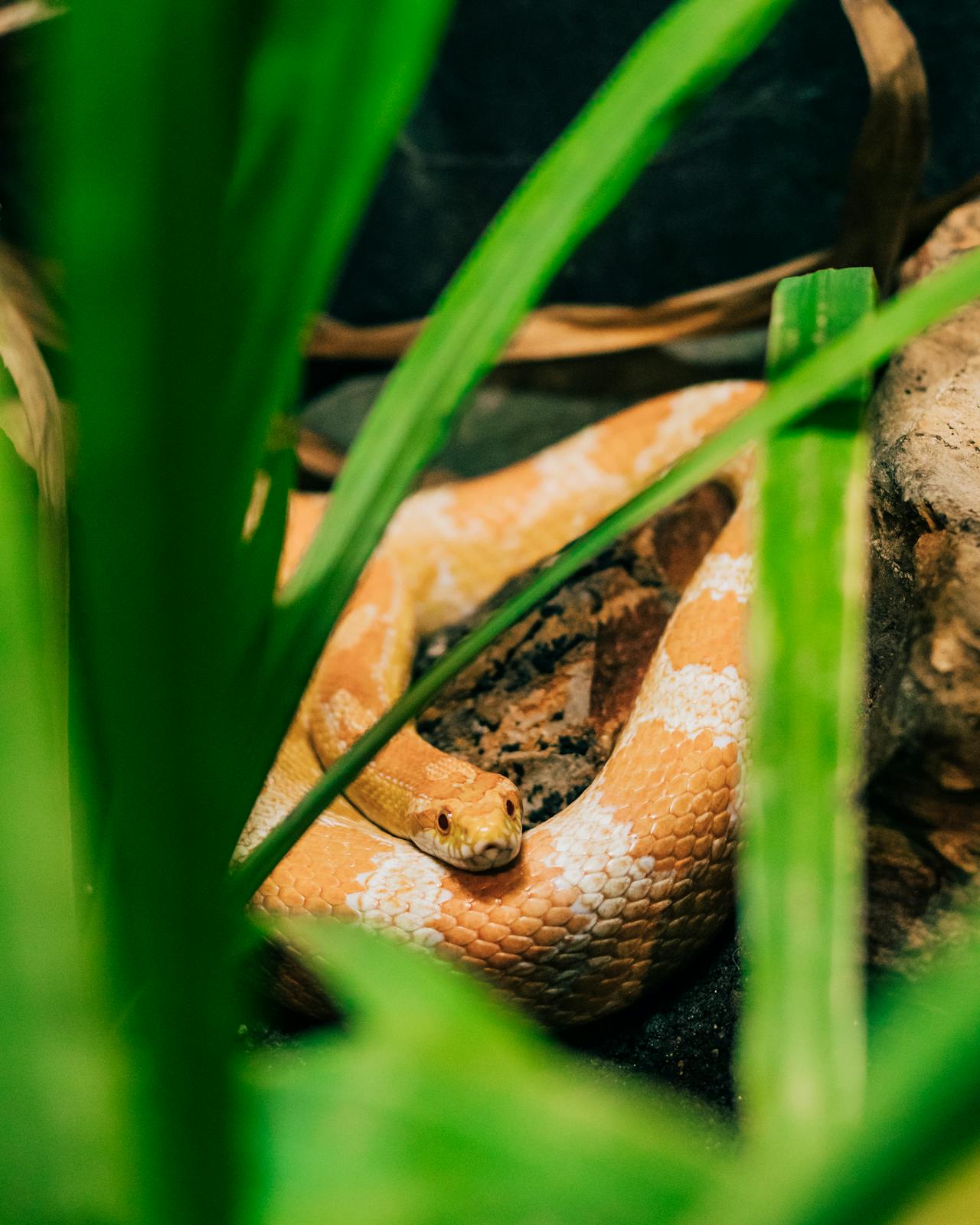 snake